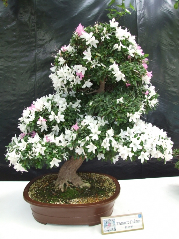 Bonsai Expo  \\'t VEERLE 04-06-2011 148.jpg
