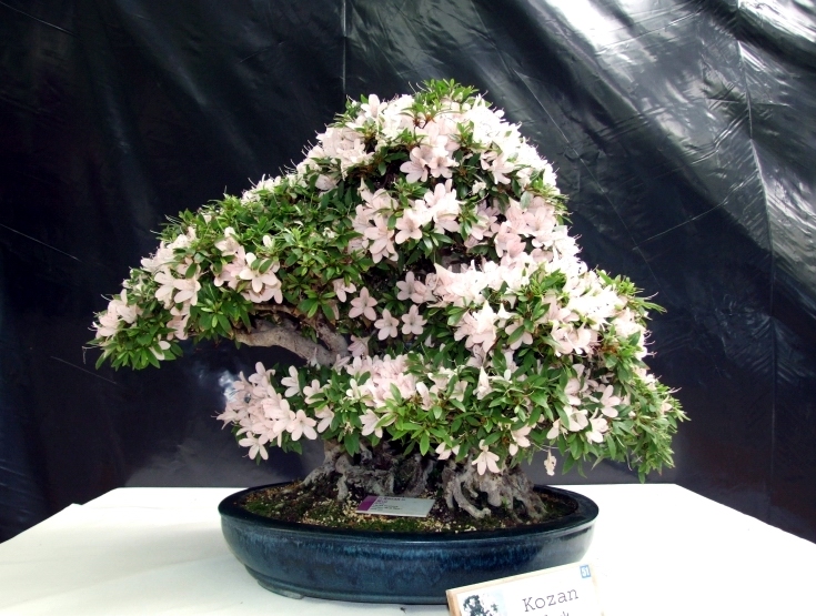 Bonsai Expo  \\'t VEERLE 04-06-2011 150.jpg