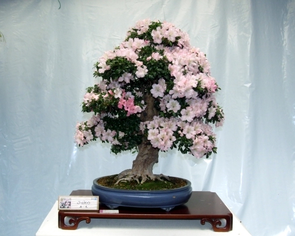 Bonsai Expo  \\'t VEERLE 04-06-2011 151.jpg