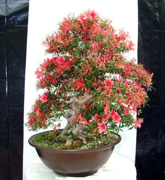 Bonsai Expo  \\'t VEERLE 04-06-2011 146.jpg