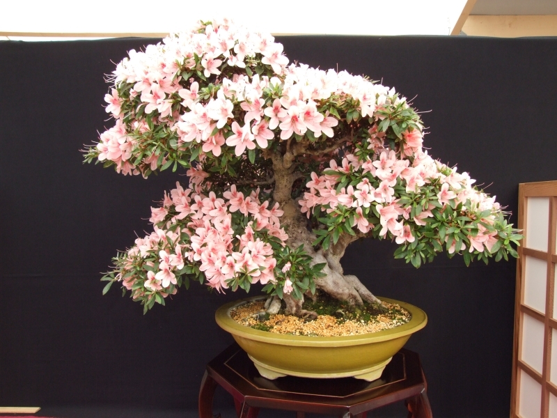 Bonsai Expo  \\'t VEERLE 04-06-2011 111.jpg