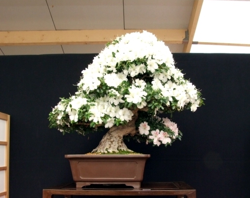 Bonsai Expo  \\'t VEERLE 04-06-2011 106.jpg