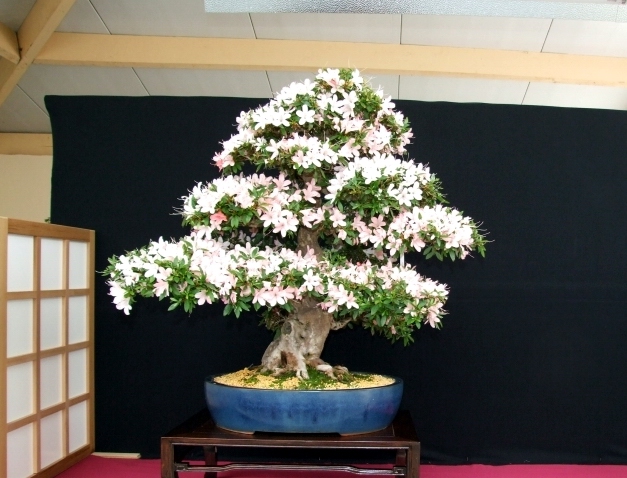 Bonsai Expo  \\'t VEERLE 04-06-2011 079.jpg