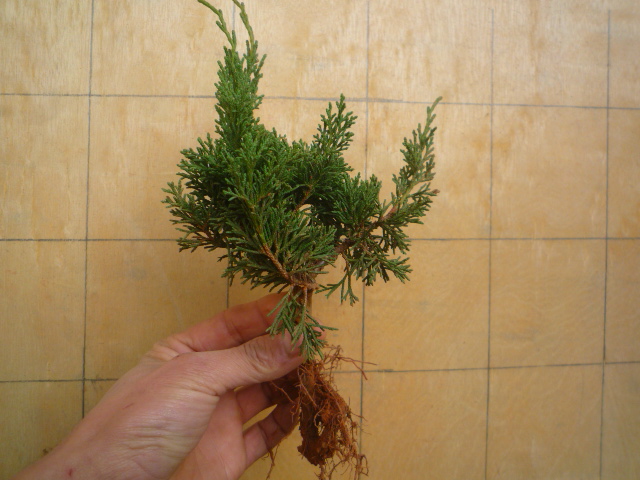 P1070129.JPG