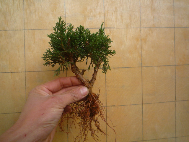 P1070131.JPG