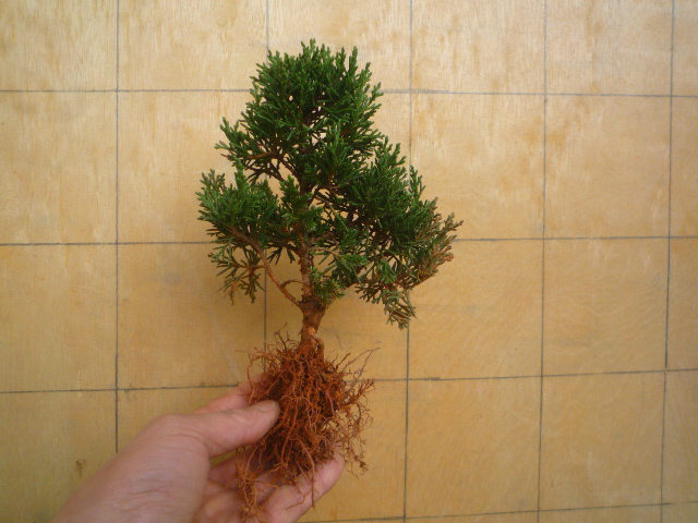 P1070133.JPG