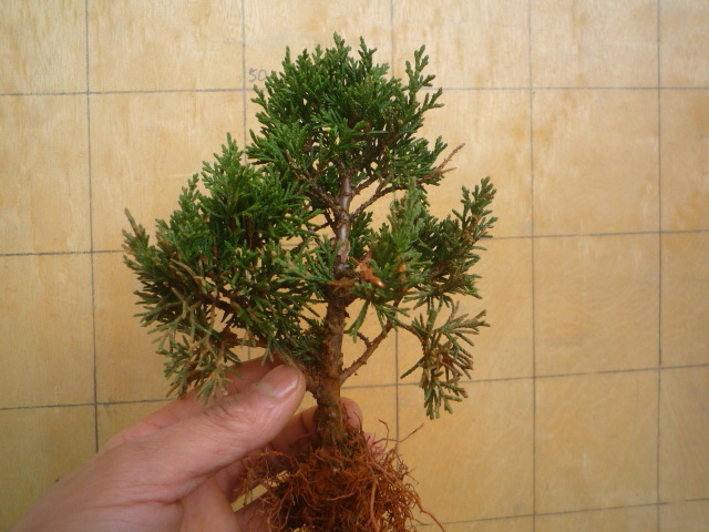 P1070135.JPG