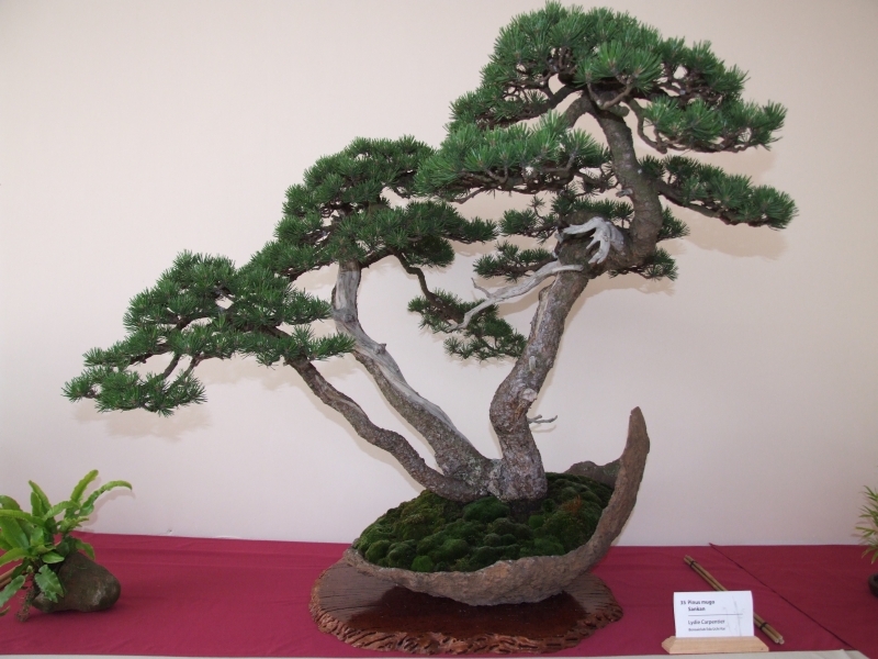 Bonsai Expo  \\'t VEERLE 04-06-2011 029.jpg