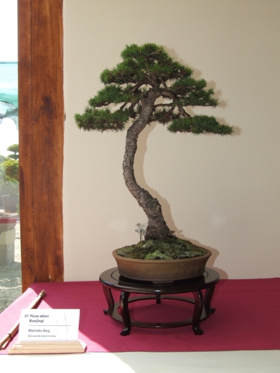 Bonsai Expo  \\'t VEERLE 04-06-2011 019.jpg