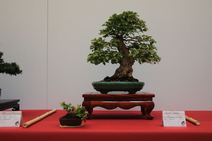 Bonsai Autumn 2010 032.jpg