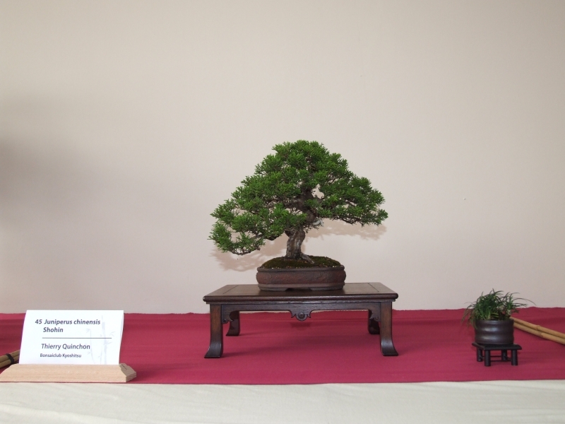 Bonsai Expo  \\'t VEERLE 04-06-2011 045.jpg