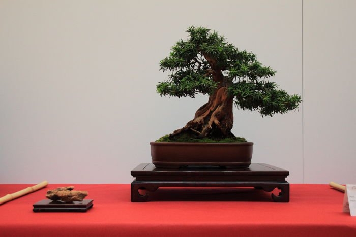 Bonsai Autumn 2010 031.jpg