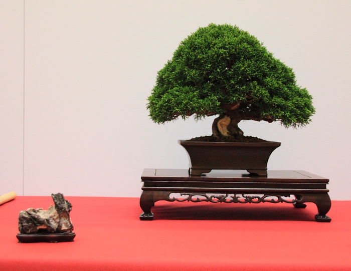 Bonsai Autumn 2010 029.jpg