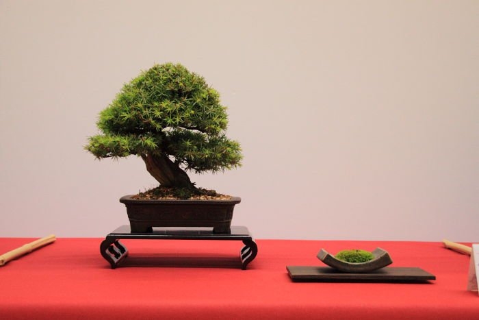 Bonsai Autumn 2010 027.jpg