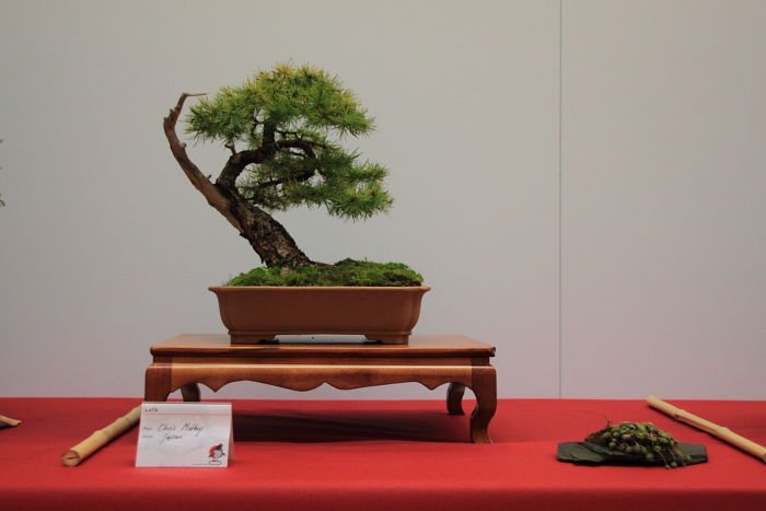 Bonsai Autumn 2010 026.jpg