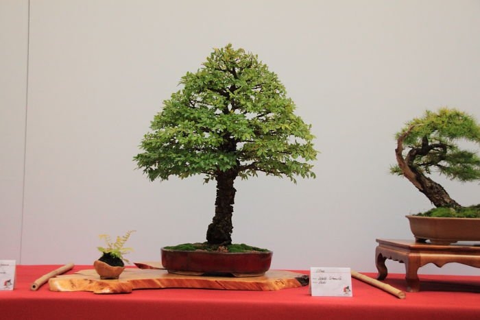 Bonsai Autumn 2010 025.jpg