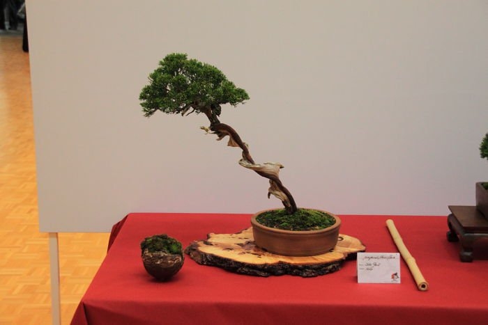 Bonsai Autumn 2010 023.jpg