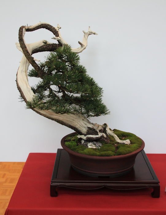 Bonsai Autumn 2010 001.jpg