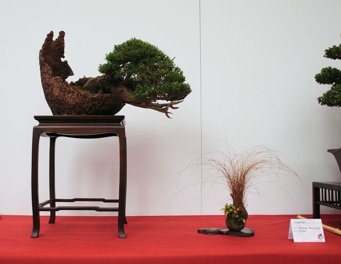 Bonsai Autumn 2010 003.jpg