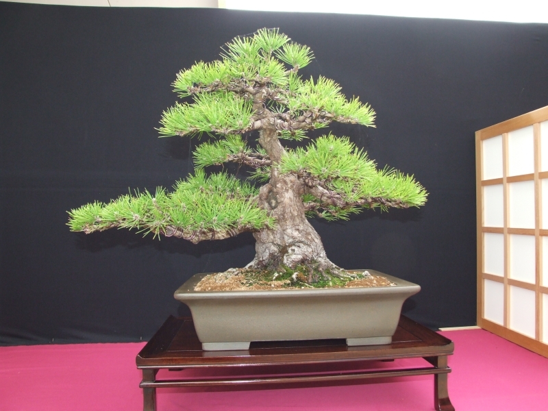 Bonsai Expo  \\'t VEERLE 04-06-2011 082.jpg