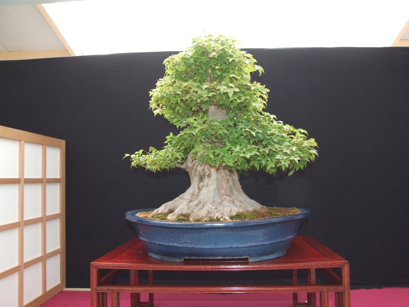 Bonsai Expo  \\'t VEERLE 04-06-2011 083.jpg