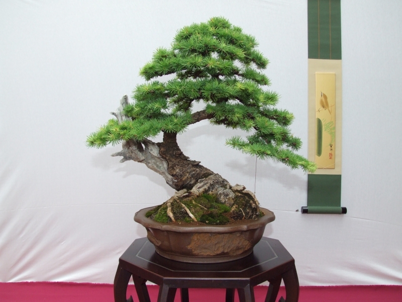 Bonsai Expo  \\'t VEERLE 04-06-2011 100.jpg