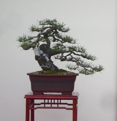 Bonsai van de maand april 2012 Pinus sylvestris Dirk Hoorelbeke.jpg