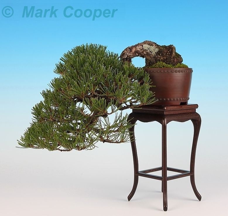 Bonsai van de maand augustus 2012 Pinus densiflora Mark Cooper.jpg