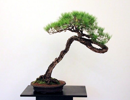 Bonsai Autumn 2010 018.jpg