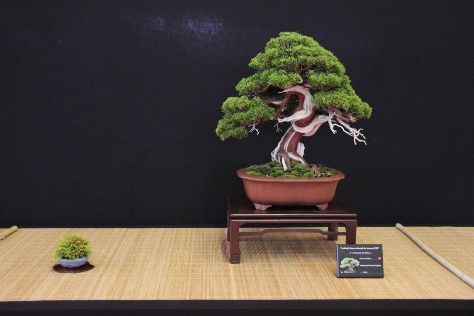 Festival International du Bonsai Saulieu 8 & 9 october 2011 036.jpg