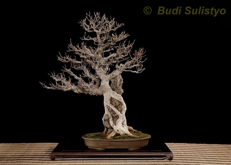Ficus retusa Budi Sulistyo.jpg
