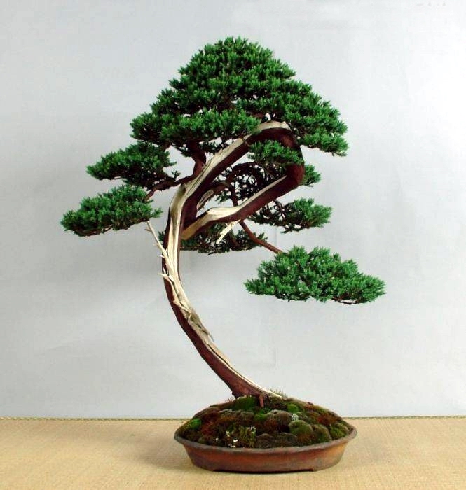 Juniperus procumbes Stefano Frisoni.jpg