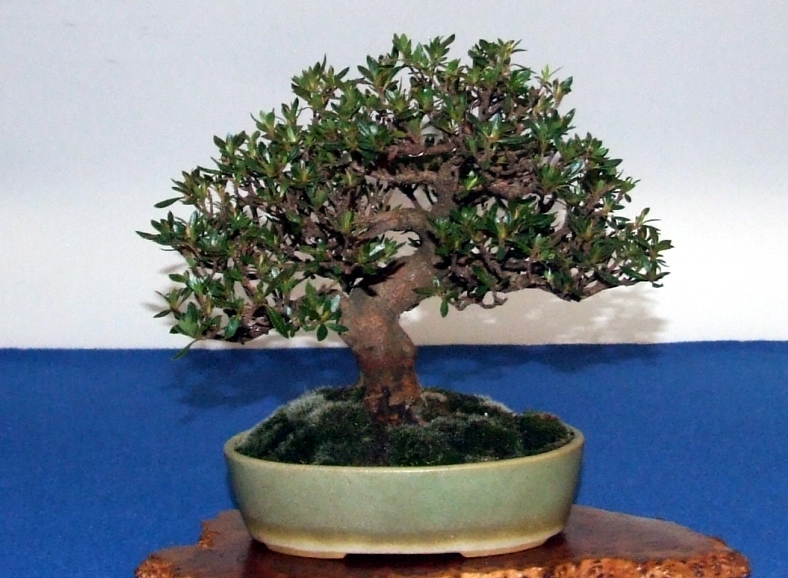 Noe58d.jpg