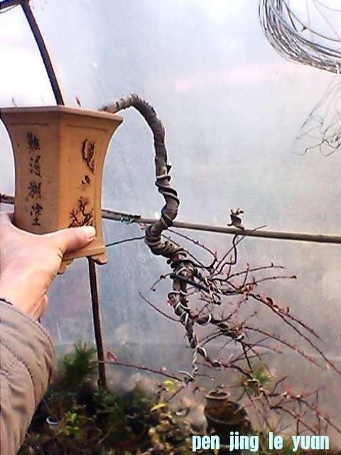 IMG1283A.jpg