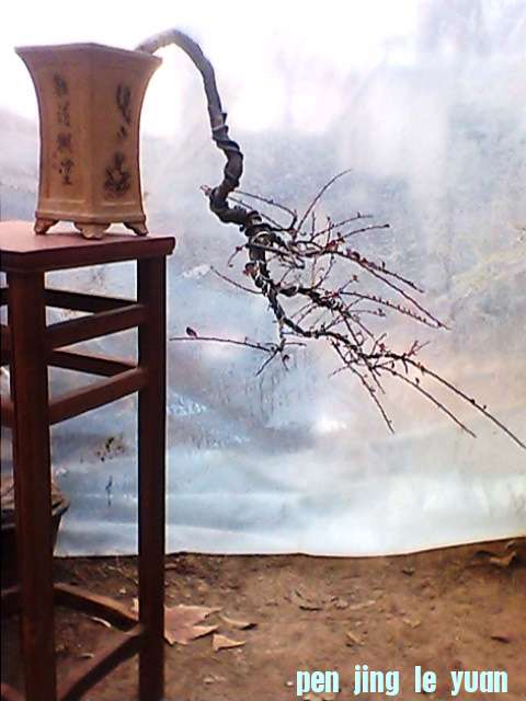IMG1286A.jpg