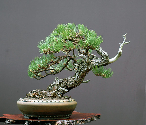 ponderosakiefer-pinus-ponderosa-walter-ftopic3697.jpg