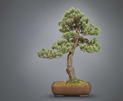 Pinus-parviflora_Marcel.jpg