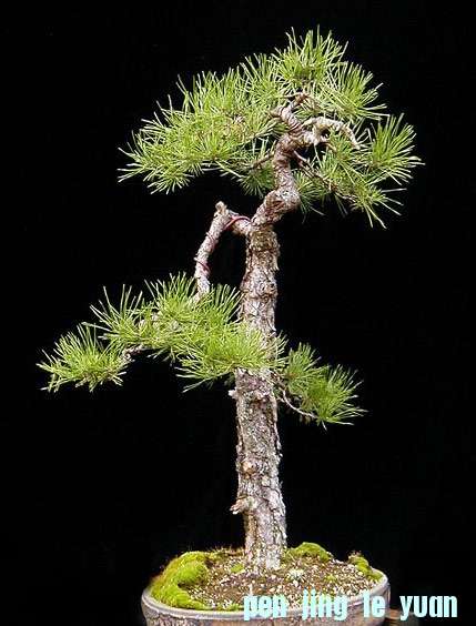 Wolfgang_Pinus-sylvestris.jpg
