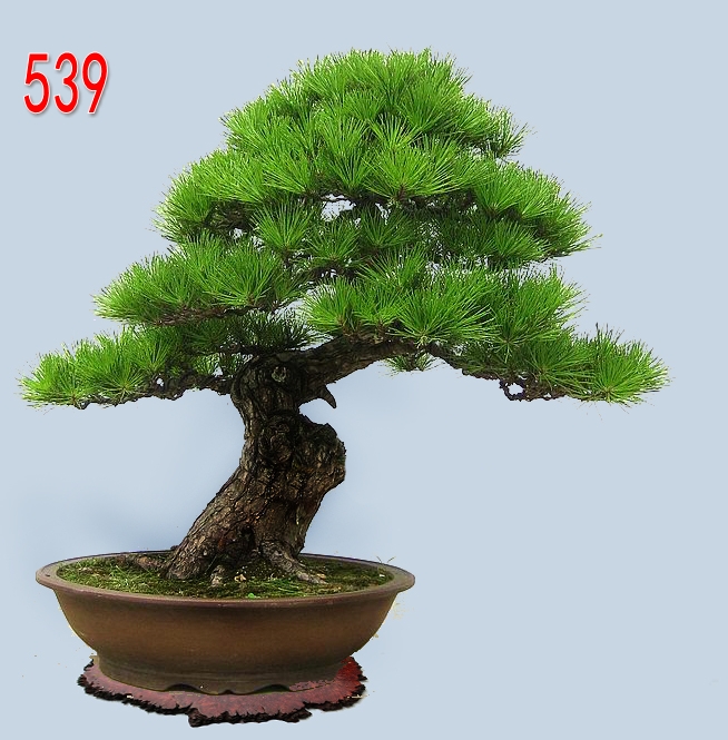 䡷    ֣ ߣ75cm.jpg