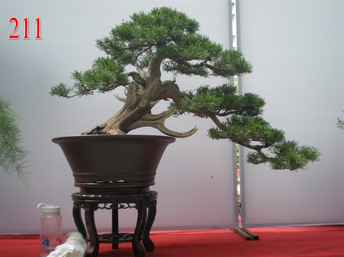 Ծ8096 CM.jpg