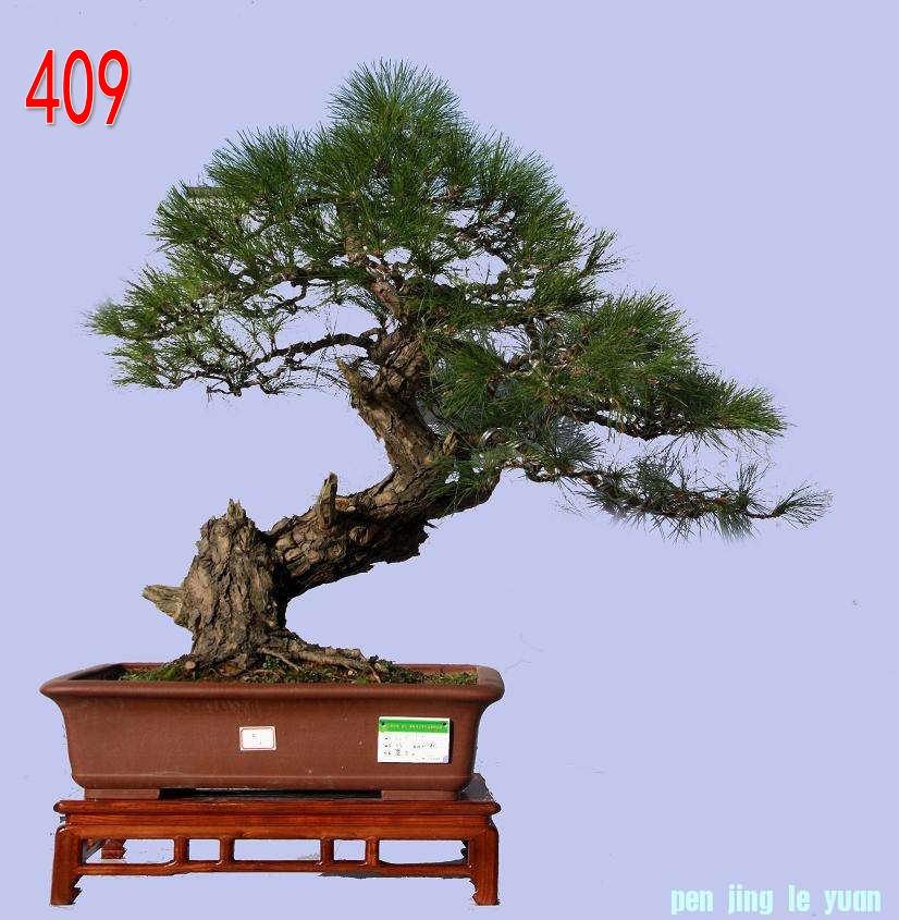 ʿ  ֣  ߣ89cm.jpg