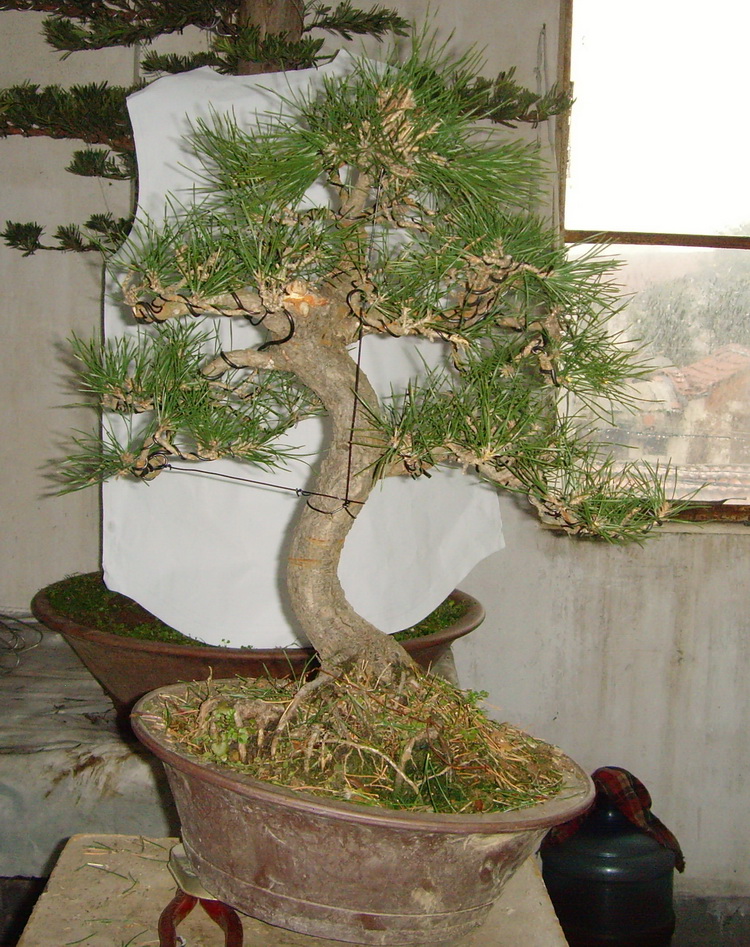SNV39401.JPG