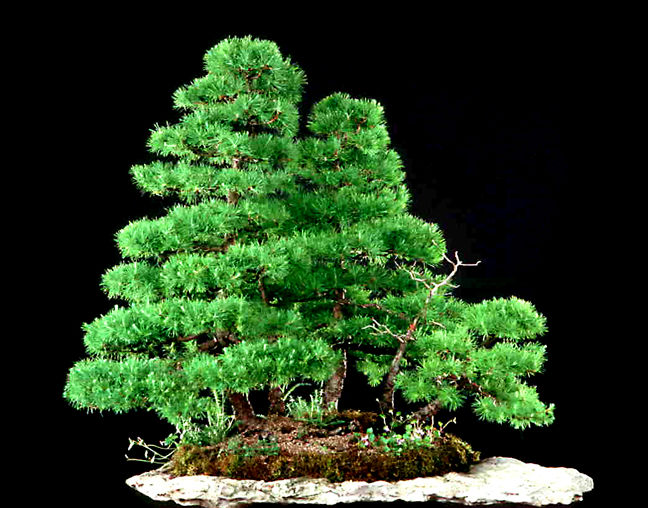 ASlarch.16.02.jpg