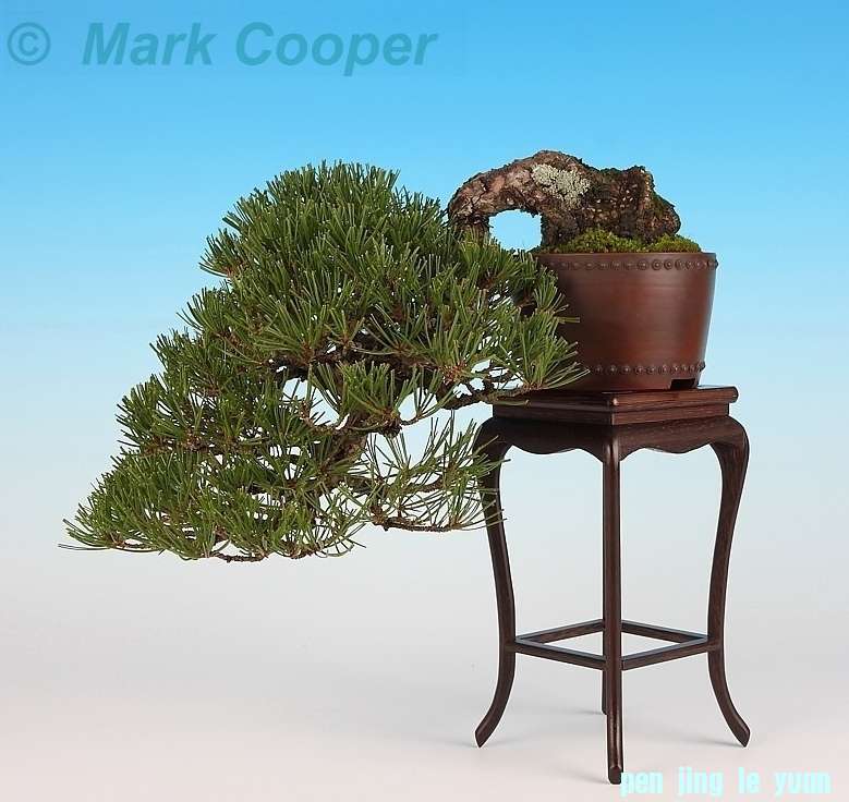 Bonsai van de maand augustus 2012 Pinus densiflora Mark Cooper.jpg