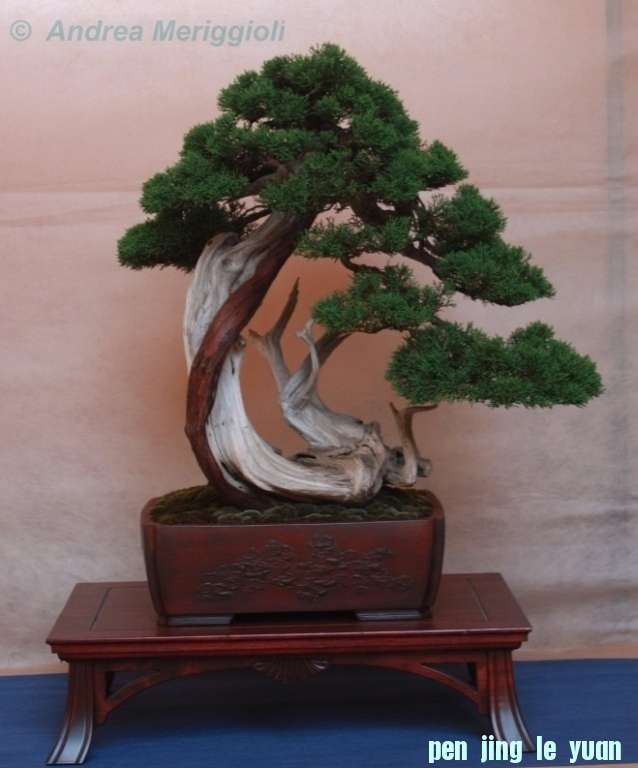Juniperus Itoigawa Andrea Meriggioli.jpg