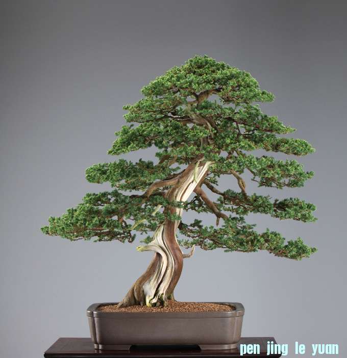 Lee-juniper-small.jpg