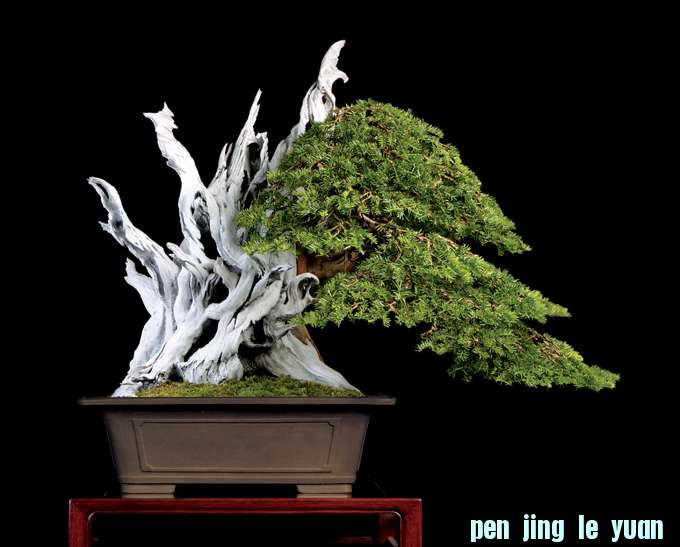 yew1.jpg