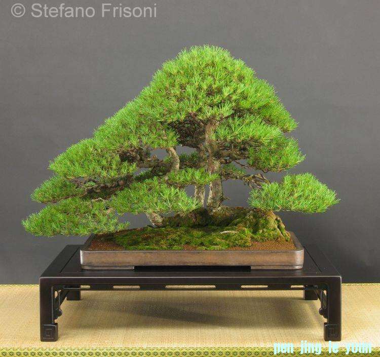 Pinus sylvestris Stefano Frisoni.jpg