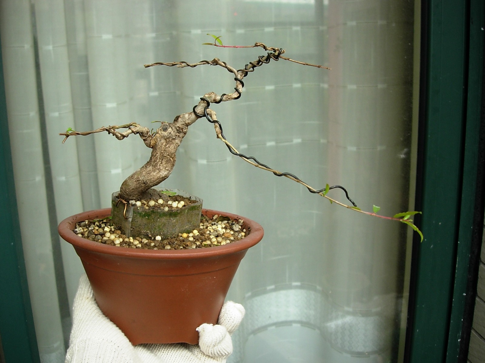 DSCN8865_conew1.jpg