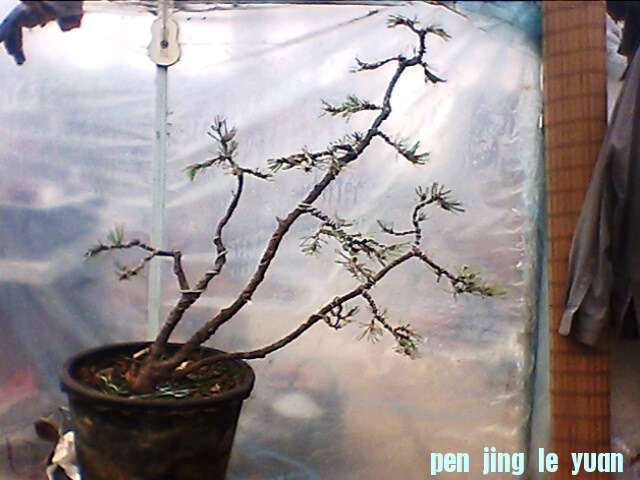 IMG1310A.jpg
